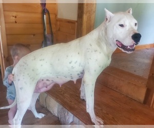 Mother of the Dogo Argentino puppies born on 06/23/2025