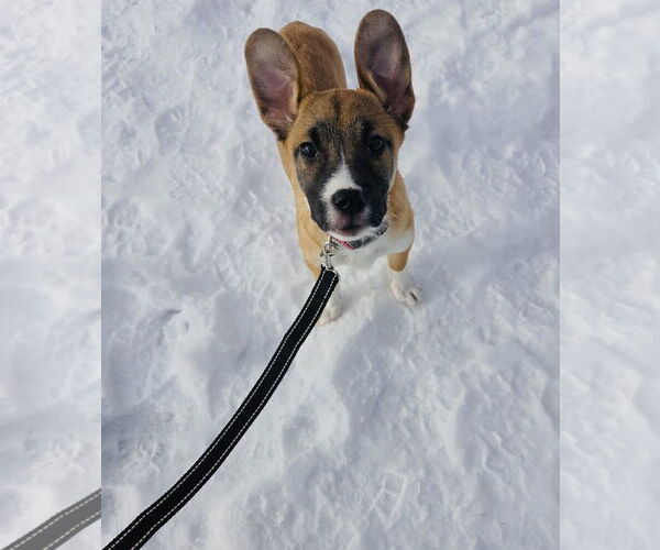 Medium Photo #9 Shepradors Puppy For Sale in Princeton, MN, USA