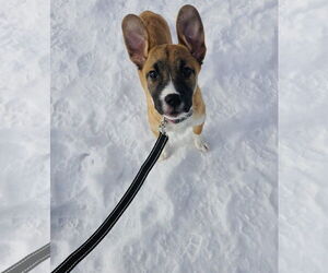Fumie - Female Shepradors Dog for Adoption - Photo #9