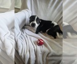 Small #8 Bulldog Mix