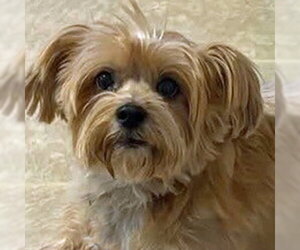 Lucy - Female Mutt Dog for Adoption - Photo #7