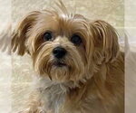 Small Photo #7 Mutt Puppy For Sale in Arlington, VA, USA