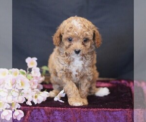 Cavapoo (Miniature) Puppy for sale in MILLERSTOWN, PA, USA