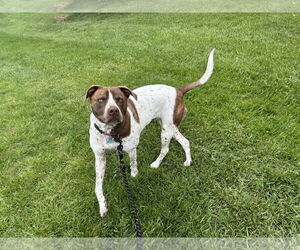 German Shorthaired Pointer-Unknown Mix Dogs for adoption in Westminster, MD, USA