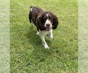Mother of the English Springer Spaniel puppies born on 09/30/2025