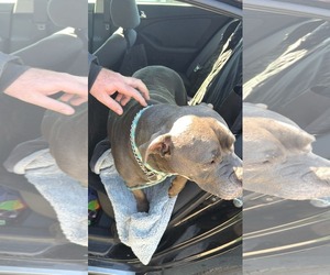 Tin - Male Staffordshire Bull Terrier-Unknown Mix Dog for Adoption - Photo #3