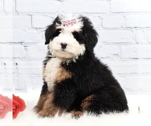 Bernedoodle (Miniature) Puppy for sale in LIVINGSTON, WI, USA
