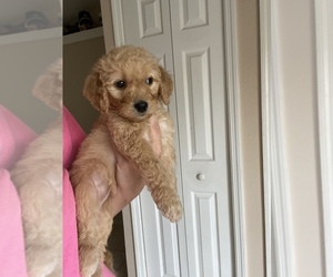 Goldendoodle Puppy for sale in CLERMONT, FL, USA