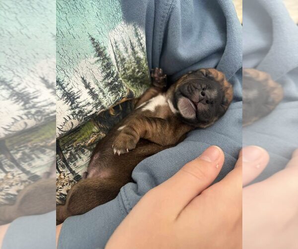 Medium Photo #2 Beagle-Unknown Mix Puppy For Sale in New York, NY, USA