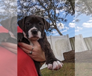 Mutt Puppy for sale in PALM COAST, FL, USA