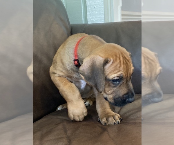 Medium Photo #13 Rhodesian Ridgeback Puppy For Sale in KELLER, TX, USA