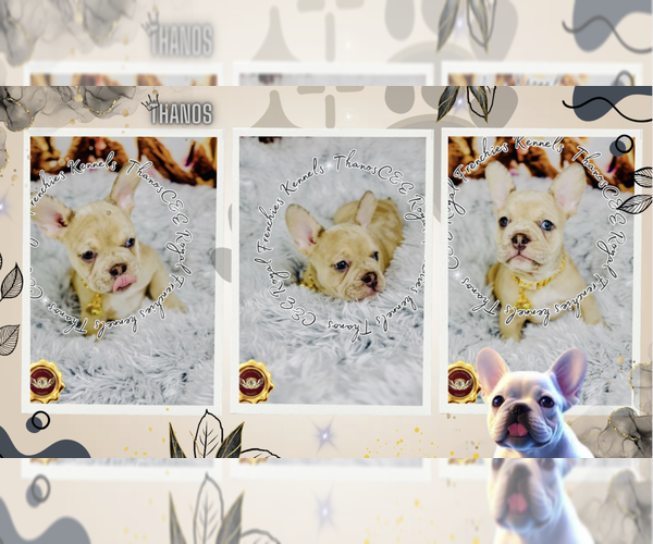 Medium Photo #6 French Bulldog Puppy For Sale in ATHENS, GA, USA