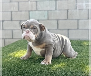 English Bulldog Puppy for sale in CHARLOTTE, NC, USA