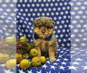 Pom-A-Poo Puppy for sale in OXFORD, PA, USA