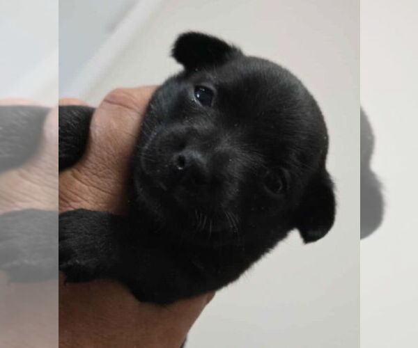 Medium Photo #2 Chihuahua-Unknown Mix Puppy For Sale in Lakewood, CO, USA