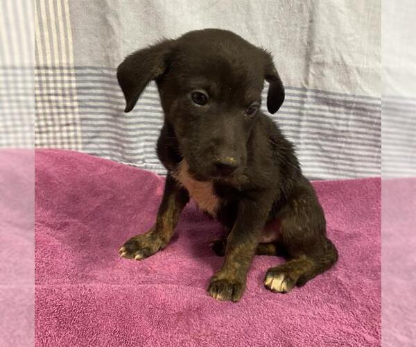 Medium Photo #1 Mutt Puppy For Sale in Modesto, CA, USA