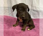 Small Mutt
