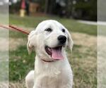 Small Great Pyrenees Mix