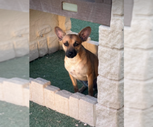 Chihuahua-Unknown Mix Dogs for adoption in Cranston, RI, USA