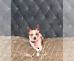 Small #2 Chihuahua Mix