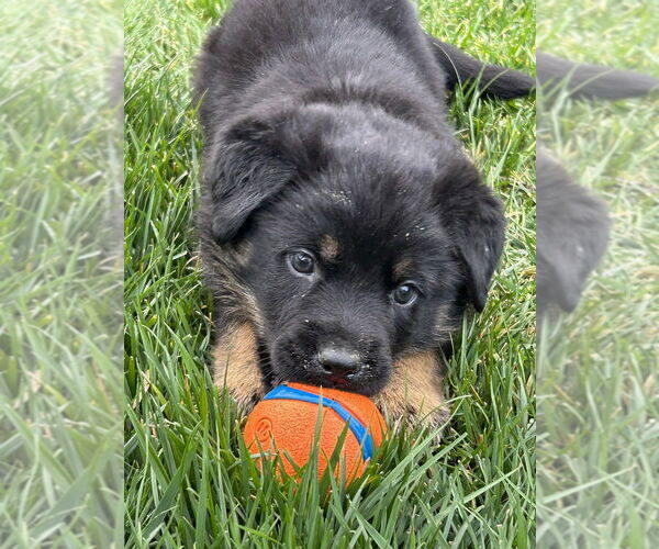 Medium Photo #1 German Shepherd Dog-Unknown Mix Puppy For Sale in West Sacramento, CA, USA