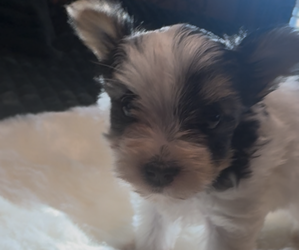 Medium Photo #1 Yorkshire Terrier Puppy For Sale in FORT WORTH, TX, USA