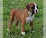 Small #3 Boxer