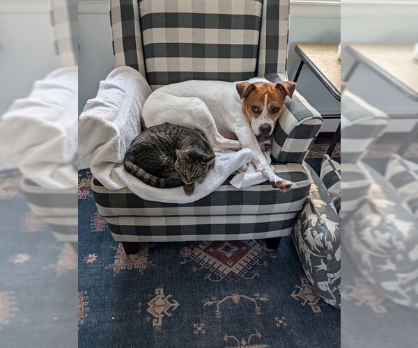 Medium Photo #2 Bulldog-Unknown Mix Puppy For Sale in Elmsford, NY, USA