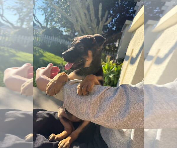 Medium Photo #2 Labrador Retriever-Unknown Mix Puppy For Sale in Dana Point, CA, USA