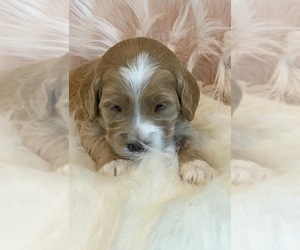 Goldendoodle-Poodle (Toy) Mix Puppy for sale in SURPRISE, AZ, USA