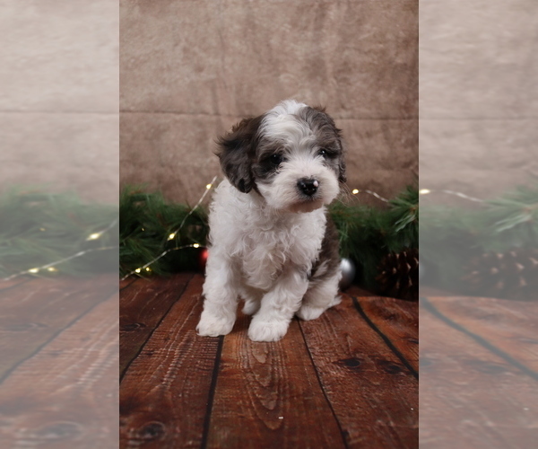 Medium Photo #2 Cavapoo (Toy) Puppy For Sale in WEST SALEM, OH, USA