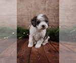 Small #1 Cavapoo (Toy)