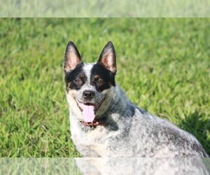 Mother of the Australian Cattle Dog puppies born on 08/11/2026