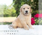 Small #4 Golden Retriever