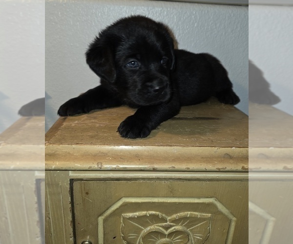 Medium Photo #1 Labrador Retriever Puppy For Sale in VICTORVILLE, CA, USA