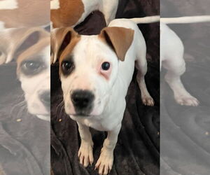 Miller - Male Boxer Dog for Adoption - Photo #10