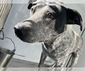 Australian Cattle Dog-Unknown Mix Dogs for adoption in Stockton, CA, USA