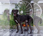Small #3 Great Dane