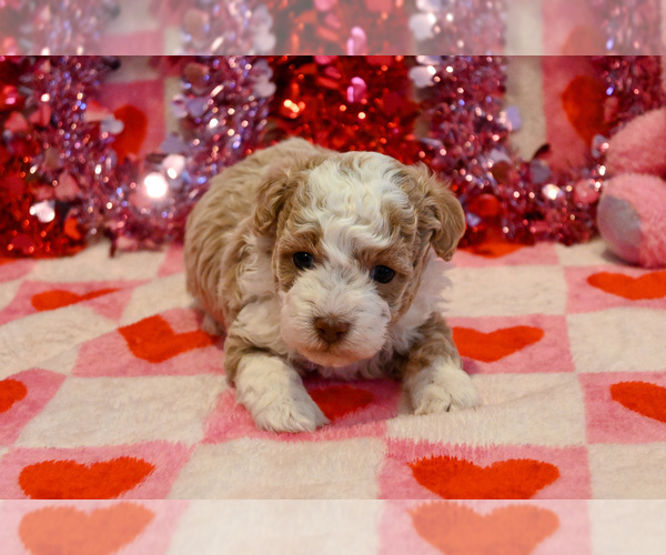 Medium Photo #2 Havapoo Puppy For Sale in GUTHRIE, KY, USA