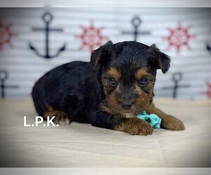 Yorkshire Terrier Puppy for sale in WINNSBORO, LA, USA
