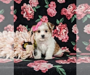 Cavapoo Puppy for sale in ATGLEN, PA, USA