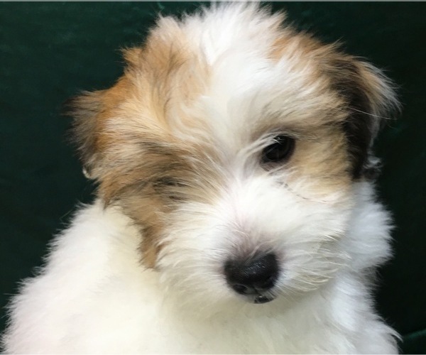 Medium Photo #19 Havanese Puppy For Sale in FENTON, MO, USA
