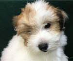 Small Photo #19 Havanese Puppy For Sale in FENTON, MO, USA