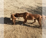 Small Photo #109 Rhodesian Ridgeback Puppy For Sale in MORONGO VALLEY, CA, USA