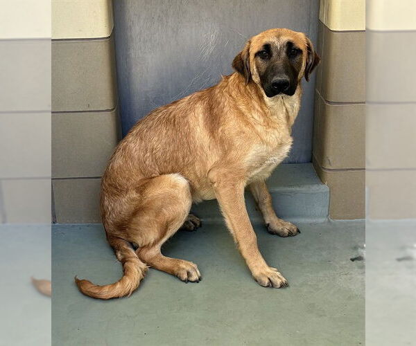 Medium Photo #2 Saluki-Unknown Mix Puppy For Sale in Riverside, CA, USA