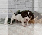 Small #1 Dachshund