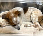 Small #5 Red Heeler Mix