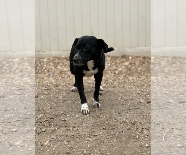 Medium Photo #6 Border Collie-Unknown Mix Puppy For Sale in Corning, AR, USA