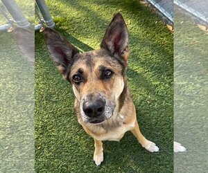 Maple - Female Australian Shepherd-German Shepherd Dog Mix Dog for Adoption - Photo #5