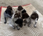 Small German Shorthaired Pointer